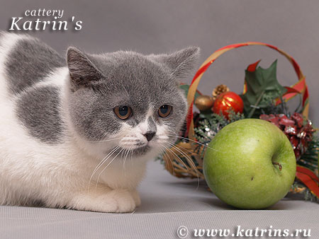 Katrin's N. Bonomi