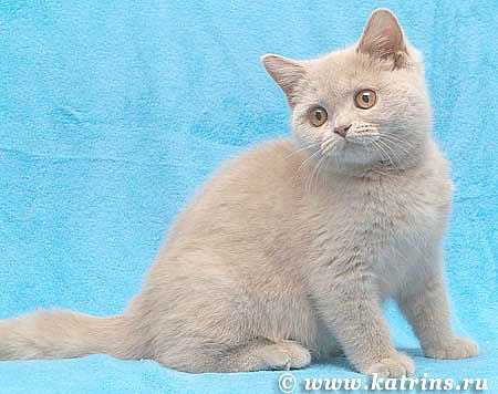 Katrin's Fantosy Fawn
