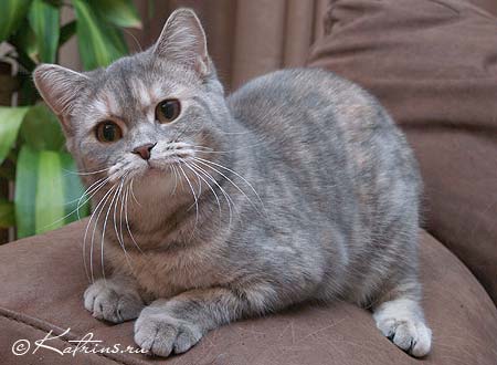 Plamena CatLand