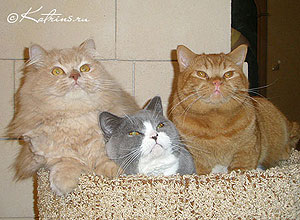 Katrin's Persey, Katrin's Zahary и Katrin's Unesko , британский длинношерстный и короткошерстные коты Katrin's Persey, Katrin's Zahary и Katrin's Unesko , британский длинношерстный и короткошерстные коты