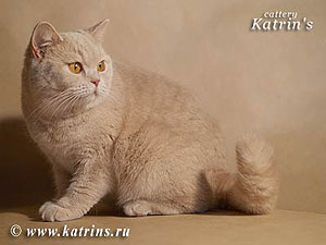 Katrin's Princessa ,    ()