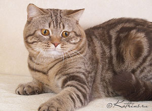 Katrin's & Capriz Trofim , британский кот шоколадный мраморный Katrin's & Capriz Trofim , британский кот шоколадный мраморный
