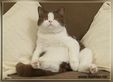 cattery,   