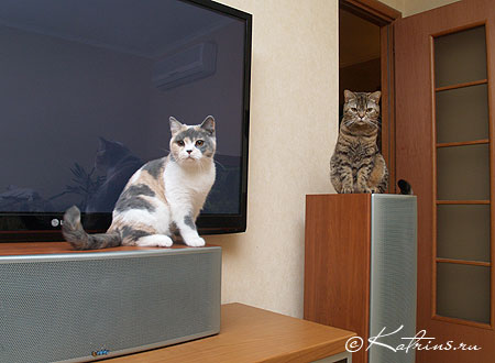 Katrin's Antonina,   -  