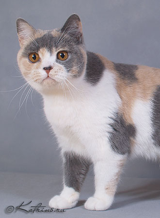 Katrin's Antonina,   -  
