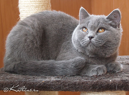 британская кошка