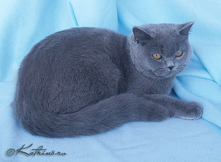 британская кошка