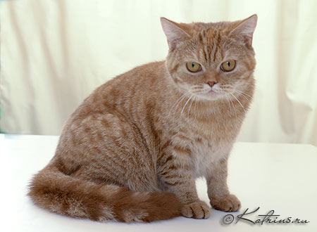 Katrin's Eliza