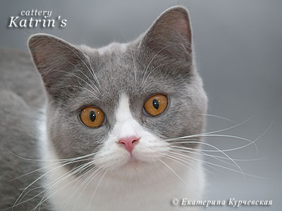 Katrin's Eenestina,     