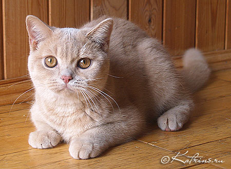Katrin's Gerda