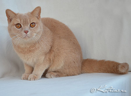 Katrin's Gerda