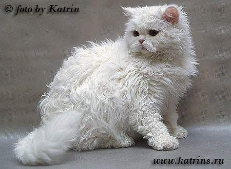 Katrin's CWhite Jemchughinka,    ,   