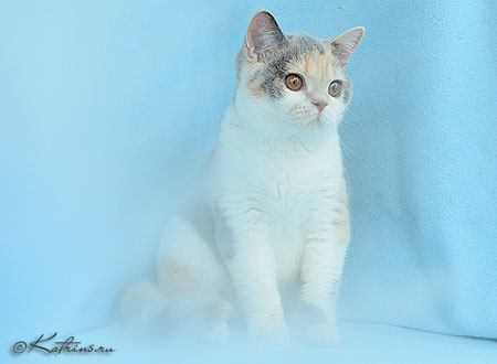 Lady Marrie Ann,   -  