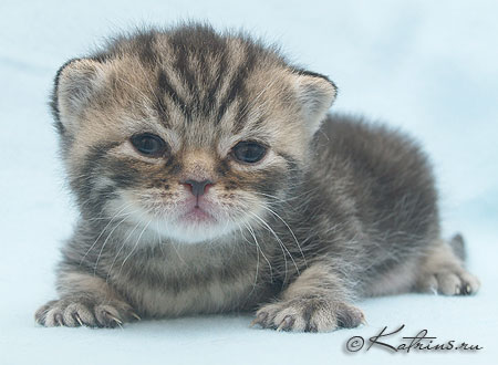 Katrin's Mihaella