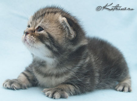 Katrin's Mihaella
