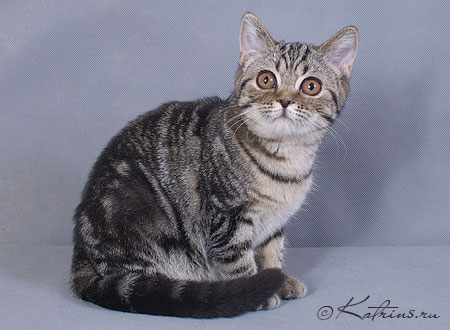 Katrin's Mihaella