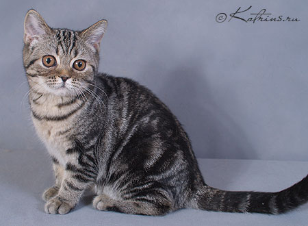 Katrin's Mihaella