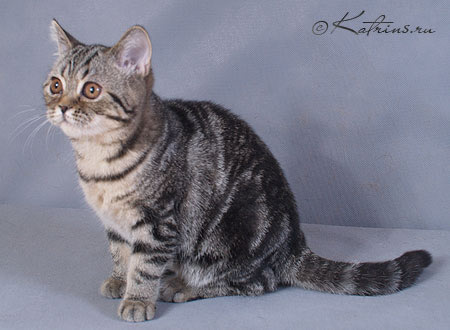 Katrin's Mihaella