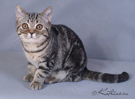 Katrin's Mihaella