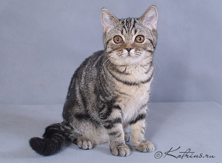 Katrin's Mihaella