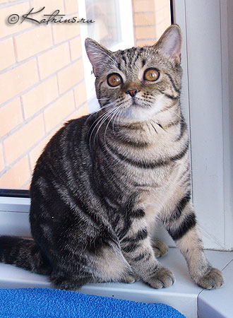Katrin's Mihaella