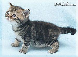 Katrin's Ashlie