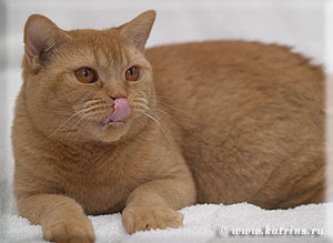 Cypinsky's Red Milisenta британская кошка красная тиккированная Cypinsky's Red Milisenta британская кошка красная тиккированная