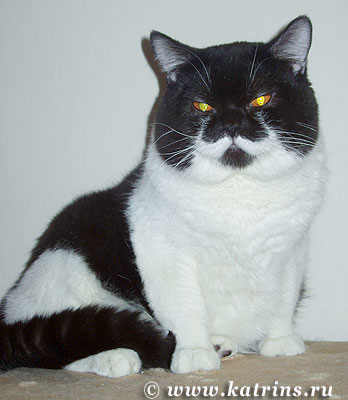 Katrin's Arsenij,  ,    