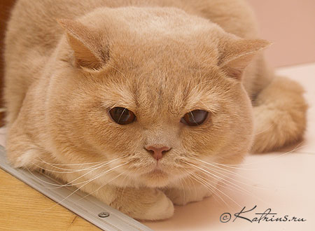 Katrin's Bethoven,  ,    