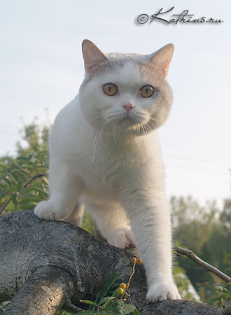  ,   , Talamaska Dastin