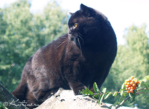 Katrin's Egor,   