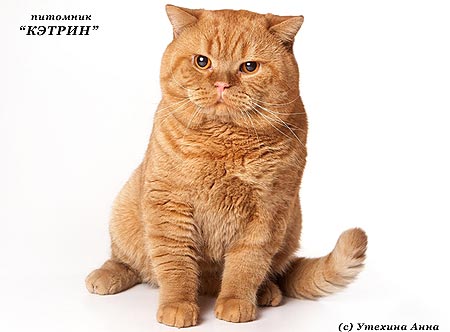 Ginger Toy's Firecracker,  , 