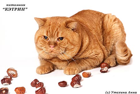 Ginger Toy's Firecracker,  , 