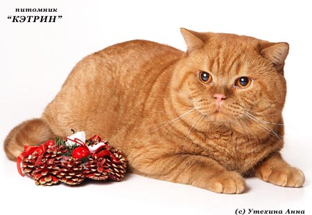 Ginger Toy's Firecracker,  , 