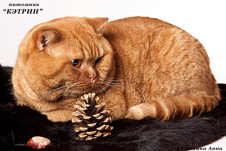 Ginger Toy's Firecracker,  , 