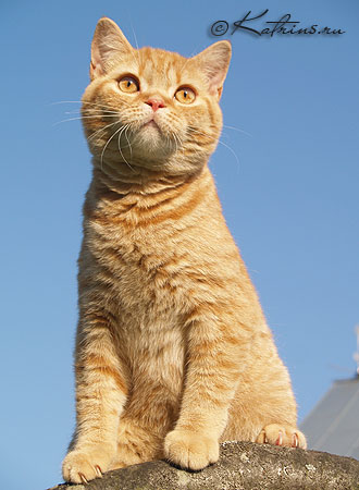  , Katrin's Valmont,  