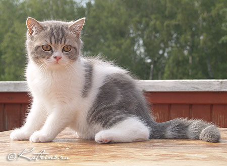 Katrin's Zahar,      ,    /