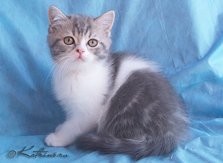 Katrin's Zahar,      ,    /