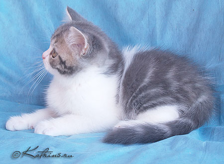 Katrin's Zahar,      ,    /
