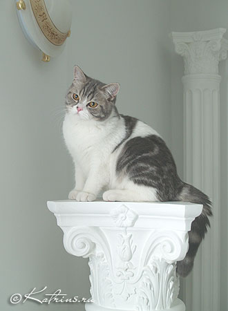 Katrin's Zahar,      ,    /