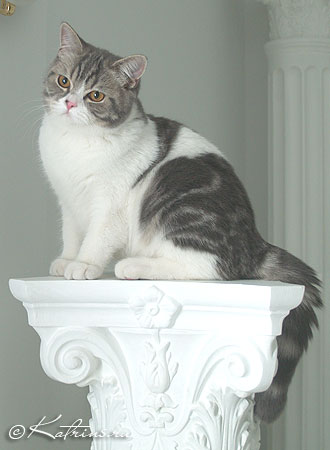 Katrin's Zahar,      ,    /