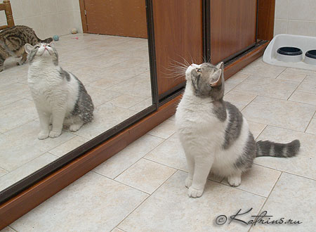 Katrin's Zahar,      ,    /