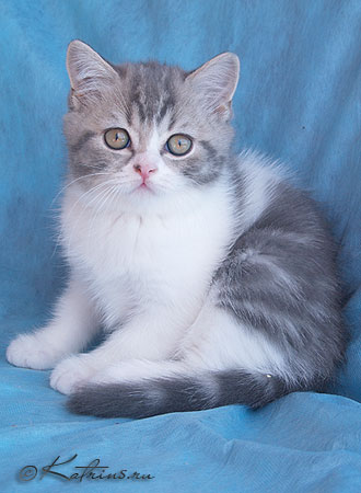 Katrin's Zahar,      ,    /