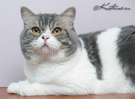 Katrin's Zahar,      ,    /