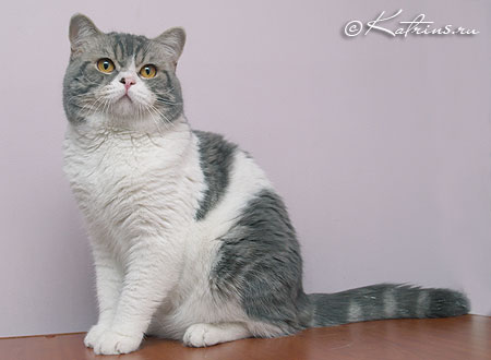 Katrin's Zahar,      ,    /