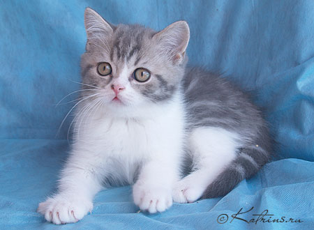 Katrin's Zahar,      ,    /