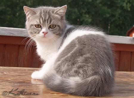 Katrin's Zahar,      ,    /