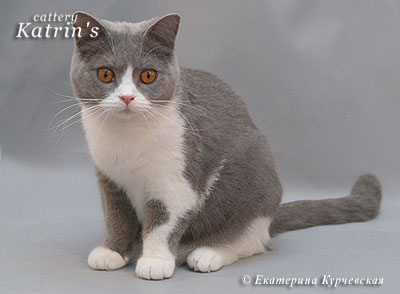 Наши потомки, питомник Кэтрин, британские котята окраса биколор Katrin's Ernestina, питомник Кэтрин, британские котята окраса биколор