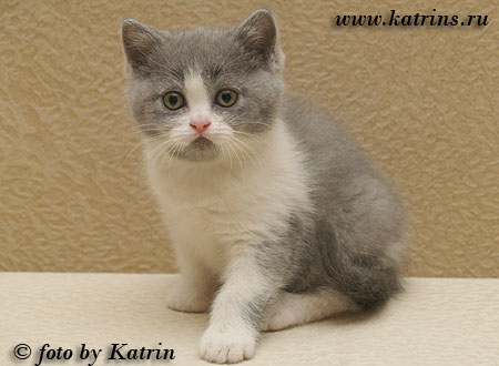Katrin's Walda,  ,    