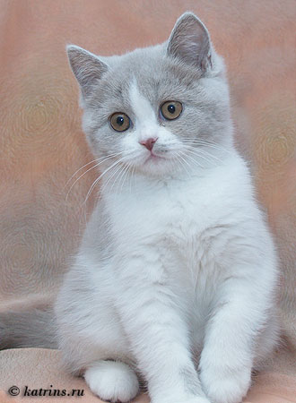Katrin's X-Baby,  ,    
